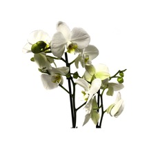 Phalaenopsis leeds N11.2278