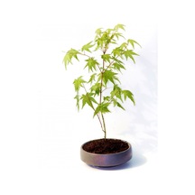 Bonsai Japon Akçaağacı Acer Palmatum Gri Saksıda 3 Adet