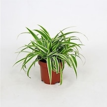 Yeşil Beyaz Kurdele Çiçeği Chlorophytum