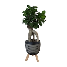 Ficus Ginseng Bonsai Siyah Damla Saksıda