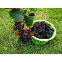 Dikensiz Jumbo Böğürtlen Fidanı 10-20 Cm