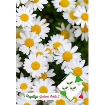 Papatya Tohumu 1 Paket 100 Adet Kır Papatyası Tohumu N111553