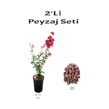 2'li Peyzaj Seti Kırmızı Oya Ağacı Fidanı+ Curf