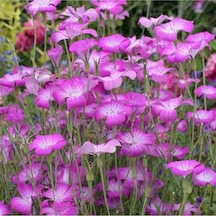 5 Adet Lilac Rosea Agrostemma Githago Barberry Tohumu