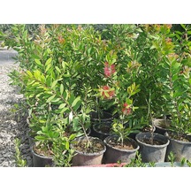 Bahçevilya 2 Yaşında Tüplü Fırça Çalısı 60- 80 Callistemon Fidan