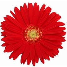 100 Adet Kırmızı Gerbera Çiçek Tohumu + 10 Adet Hediye K. Lale Çiçeği Tohumu