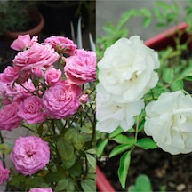 Videolu Pembe Ve Beyaz Yediveren 2 Adet Gül Fidanı Saksılı 45-80 Cm Pink And White Rose Sapling