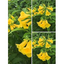 Sarı Acem Borusu Çiçeği 3 Adet 40-60 Cm Dış Mekan Bitkisi Yellow Campsis Grandiflora