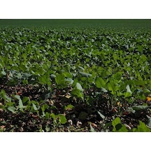 Sıvı Fosfor Gübresi 20 Kg 1 kg