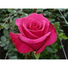 6 Ad. Gül Fidanı pembe Renk Yediv.sarmş.kok. Açık Kök 2 Yaş