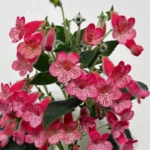 Özel Tür Manchu Kohleria Japon Küpelisi Çiçeği Fidesi Mini Saksıda