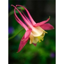 5 Adet Native Wild Columbine Tohumu