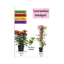 Turuncu Acem Borusu+ Pembe Begonvil+ Itır Hediyeli