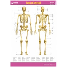 Gürbüz İskelet Sistemi Anatomi Levhası 70X100CM Askılı