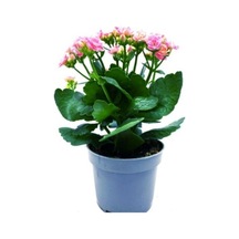 Iç Mekan Kalanşo Çiçeği Fidanı 10-20 Cm