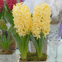 Hyacinthus Yellow Stone Sümbül Soğanı 3 Adet