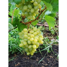 Videolu Bol Sulu Tatlı Çekirdeksiz Üzüm 40 60 Cm Tüplü Dış Mekan Bitkisi Thompson Seedless