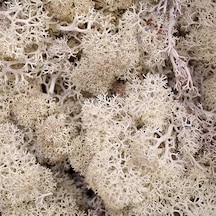Reindeer Moss Beyaz Şoklanmış Norveç Yosunu 30gr