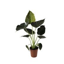 Alocasia 'Regal Shield' (Fil Kulağı) Ø14 CM Y40-45 CM