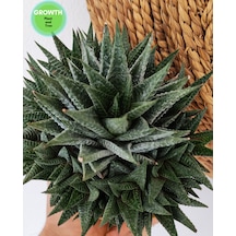 Haworthia Fasciata 1 Adet