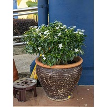 Videolu Kokulu Yasemin Çiçeği Beyaz Renkli 50 80 Cm 1 Adet Dış Mekan Bitkisi Jasminum