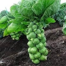 15 Adet Tohum Yerli Bürüksel Lahana Tohumu Saksı Toprak Ata Tohum Sürpriz Hediye Tohum