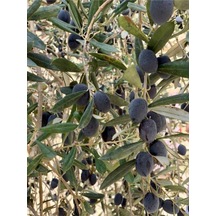 Videolu Trilya Zeytin Fidanı Bol Verimli 30 60 Cm 1 Adet Tüplü Dış Mekan Bitkisi Olive Sapling