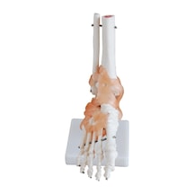 Ayak Eklem Modeli. Ligamentli