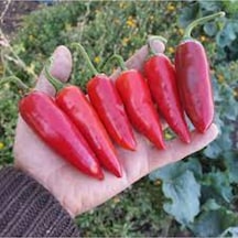 100 Adet Tohum Organik Hobi Bahçe Adana Acı Kebapçı Biber Tohumu Hediye Tohumlu