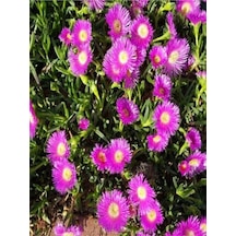 Mor Renkli 30 Adet Kazayağı Çiçeği Fidanı 10-25cm Saksılı Bougainvillea