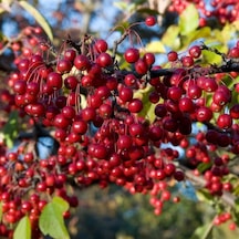 Tüplü Kırmızı Meyveli Aronia Aronya Fidanı
