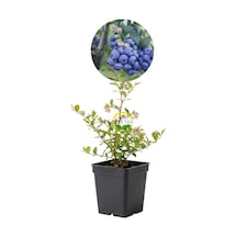 2 Yaş Sunshine Blue Çeşiti Yaban Mersini Fidanı