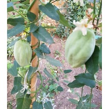 Ağaç Bamyası Araujia Sericifera Fidesi 90-140 Cm