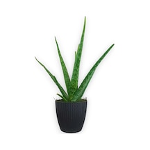 Aloe Vera Bitkisi Antrasit Sümela Saksıda