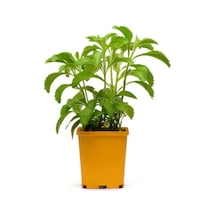 Eko Paket 100 Adet Tohum İthal Stevia Şeker Otu Tohumu Stevia Tohumu