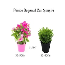 Bodur Şeker Pembe Begonvil Fidanı+çalı Şimşiri 2'li Set Saksılı Bahçe Bitkisi