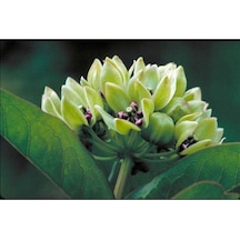 10 Adet Antelope Horn Milkweed Tohumu