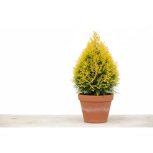 Platycladus Orientalis Nana Aurea - Altın Sarısı Cüce Mazı