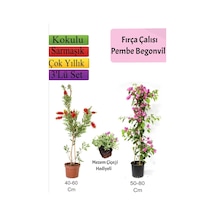 Fırça Çalısı+ Pembe Begonvil+ Mezem Çiçeği Hediyeli