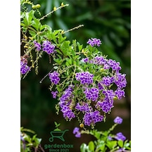 Mor Ağaç Menekşesi Duranda 1 Adet Saksılı 40-60 Cm Duranta Erecta