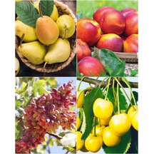4 Çeşit Karışık Meyve Fidanı Armut, Nektarin, Fıstık ve  S Kirraz