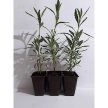 Fide Sepeti Lavanta Fidesi (3Lü Ambalaj) 334695009