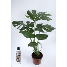 Nura Botanik Deve Tabanı Çiçeği Besin Hediyeli Monstera Deliciosa Canlı