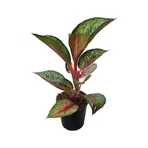 Aglaonema 'Dark Pink Star' (Çin Herdemyeşili) Ø12 CM Y25-30 CM