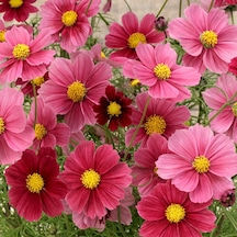 Cosmos Bipinnatus 'Antiquity' Çiçek Tohumu