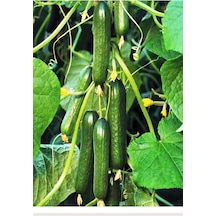 Agrodal Tarım Hibrit Asma Salatalık Pugar-f1 10 Adet Tohum Sku: Smgstk56555d8770 Açık Gri