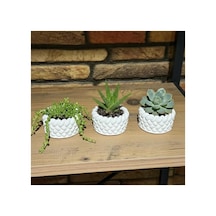 El Yapımı Mini Saksı Seti, 5 Cm, Modern Beton Tasarım