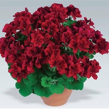 Serada Decor Plant Bordo Sakız Sardunya Çiçeği Saksılı