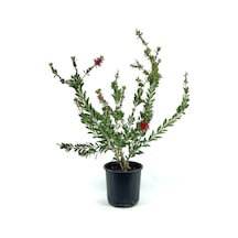Fırça Çalısı 60-70 Cm