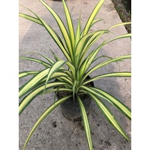 Chlorophytum Comosum Kurdele Çiçeği 1 Adet Saksılı 20-40cm